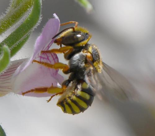 Réf. 283 374 : Rhodanthidium infuscatum